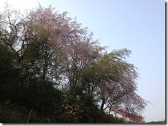 枝垂れ桜