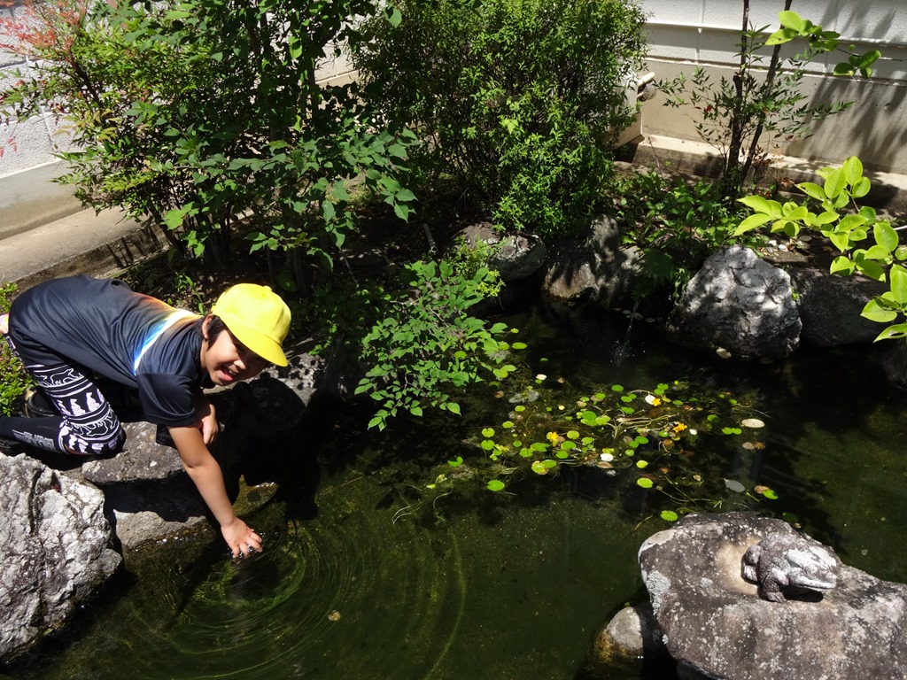 小学生　池 校長室前の池 生き物が好きな子の人気スポットです - 清嶺小学校