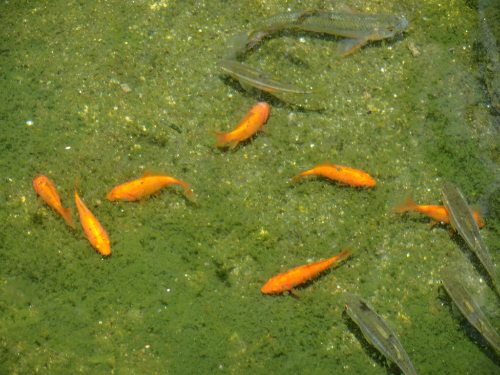 小学生　池 校長室前の池 生き物が好きな子の人気スポットです - 清嶺小学校