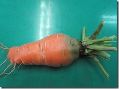 IMG_6889 農園のニンジン