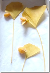 おはつきいちょう