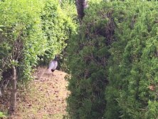 IMG_3606.JPG