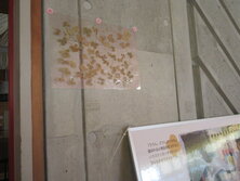 IMG_9865.JPG