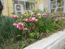 IMG_9805.JPG