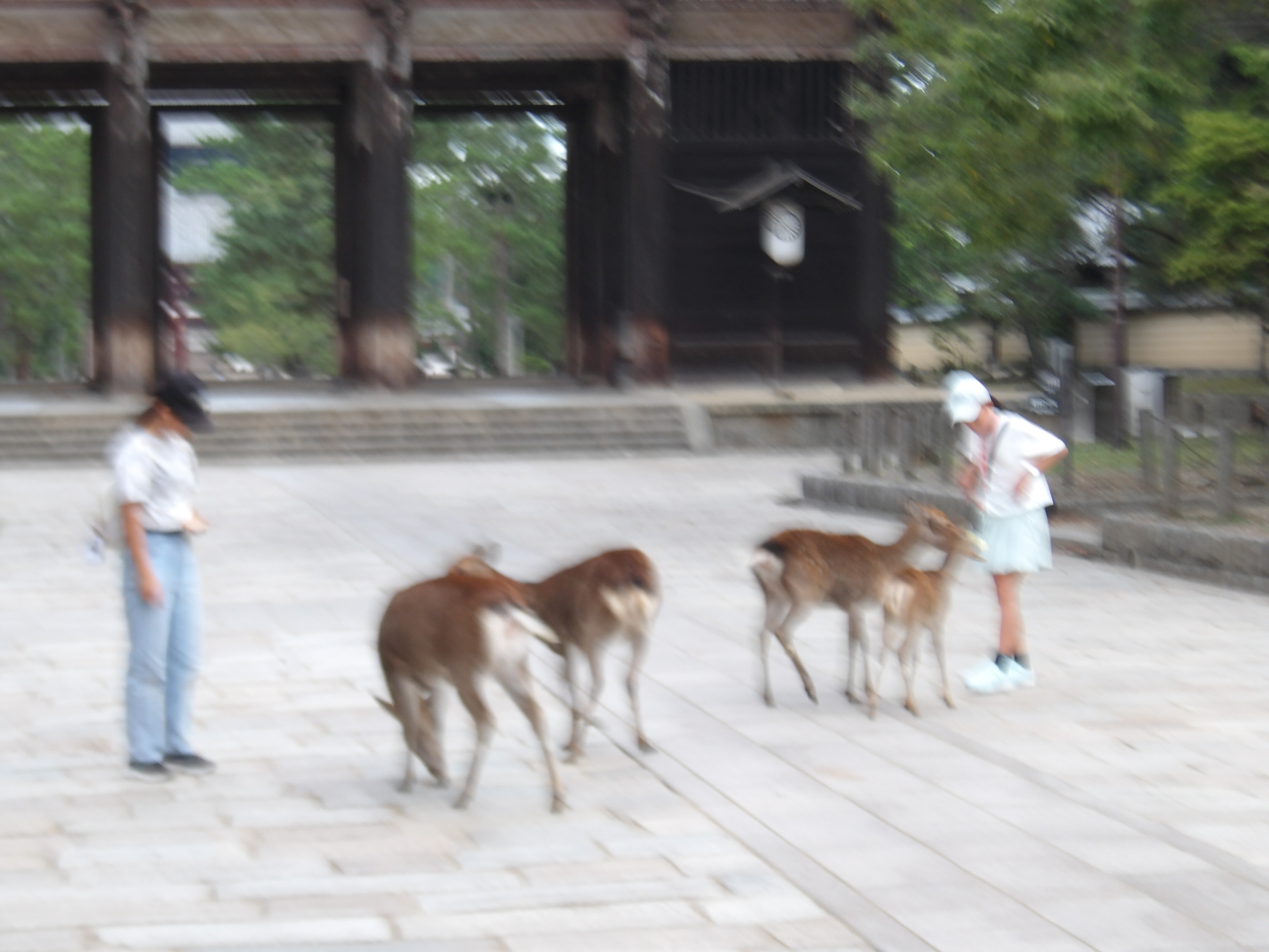 http://www.kitashitara.jp/toei-el/100_0545.JPG