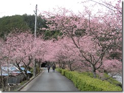 280306河津桜