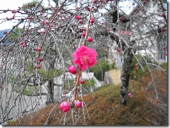 0401枝垂れ花桃