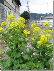 280306菜の花