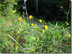 1015夕歩道花