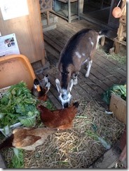 IMG_7015 IMG_7015